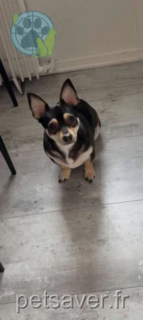 chien lost   59150 Wattrelos Bouboule