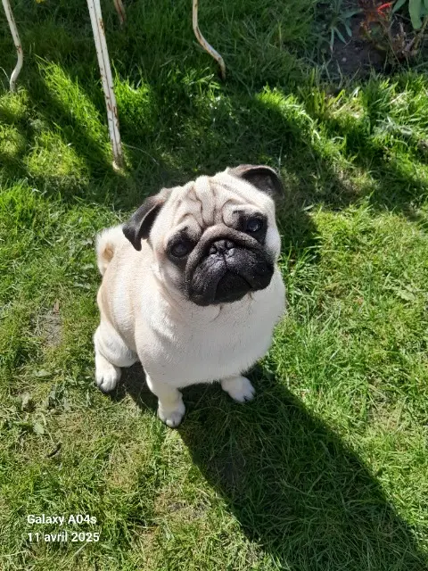 chien lost   59700 Marcq-en-Barœul Christmas
