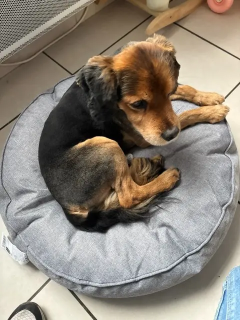 chien lost   59940 Estaires Dieco