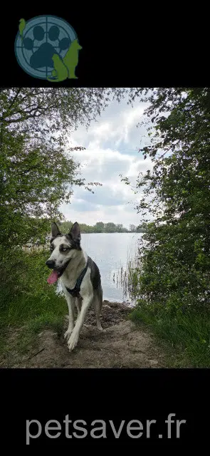 cane lost    Dunkerque Fenrir