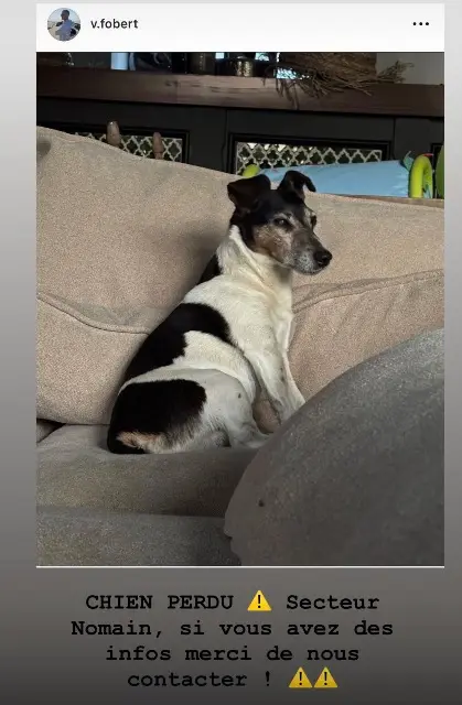 chien lost   59310 Nomain Gaston