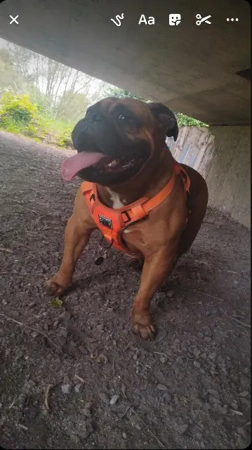 chien lost   59250 Halluin Gur