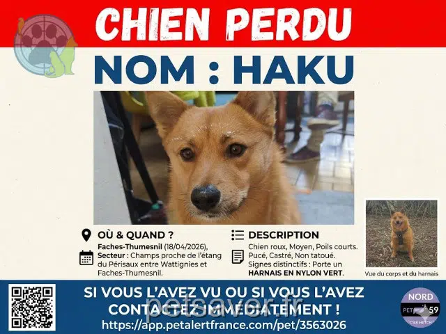 chien lost   59155 Faches-Thumesnil Haku