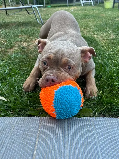 chien lost   59770 Marly Hatchi