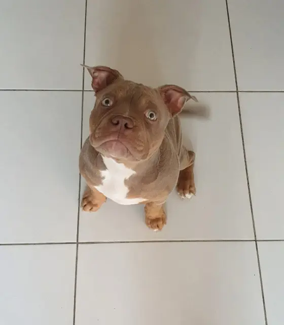 chien lost   59770 Marly HATCHI