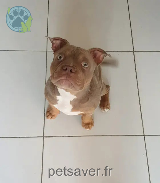 cão perdido 59770 Marly HATCHI cão lost 59770 Marly HATCHI