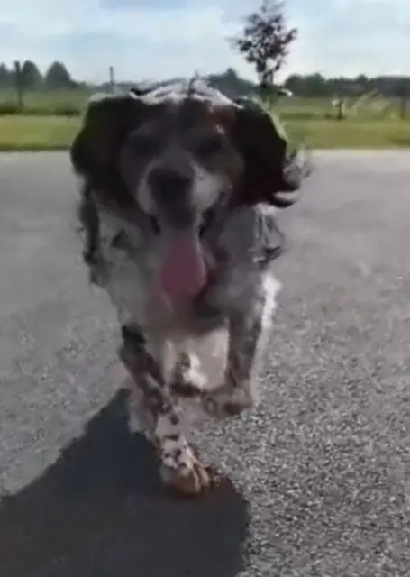 chien lost   59116 Houplines Junior