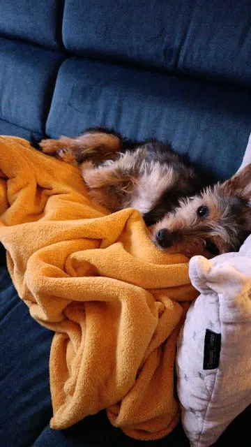 chien lost    Lille Vagabon