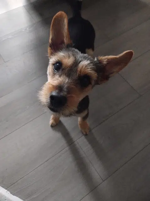 chien lost    Lille Vagabond