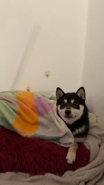 chien lost    Lille Vaïko