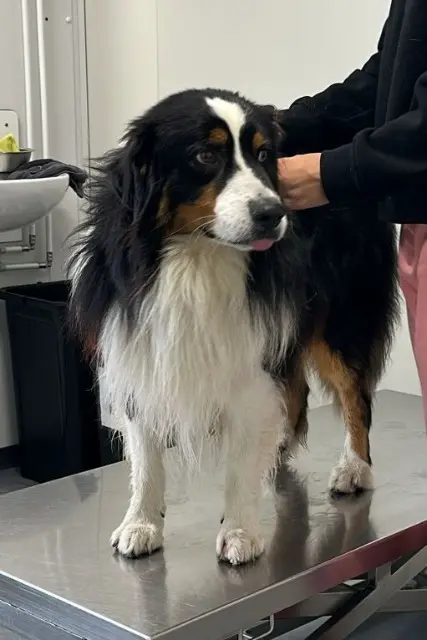 chien lost   59220 Denain Mac