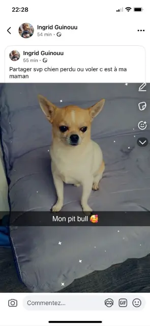 chien lost   59155 Faches-Thumesnil Marley