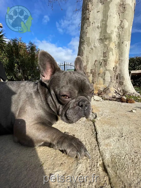 Chien Perdu 59 Nord - Marley-ou-tao Chien Perdu 59 Nord - Marley-ou-tao
