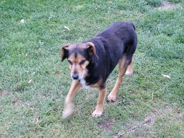 chien lost   59620 Aulnoye-Aymeries Marley