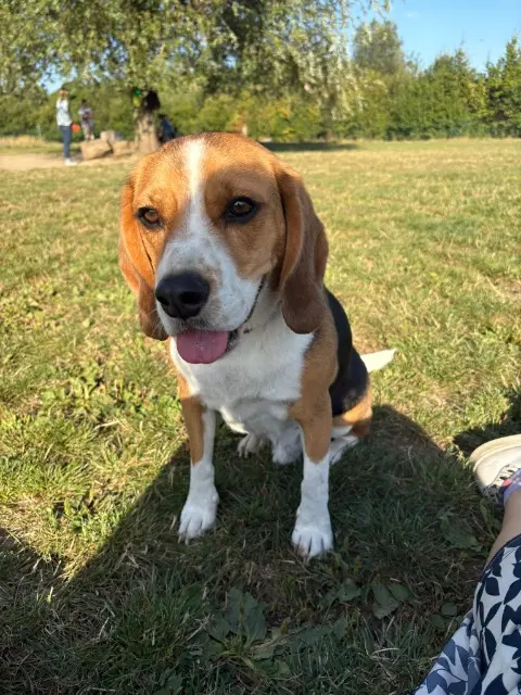 chien lost   59700 Marcq-en-Barœul Marley
