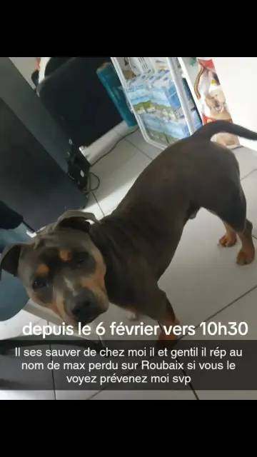 chien lost   59100 Roubaix Max