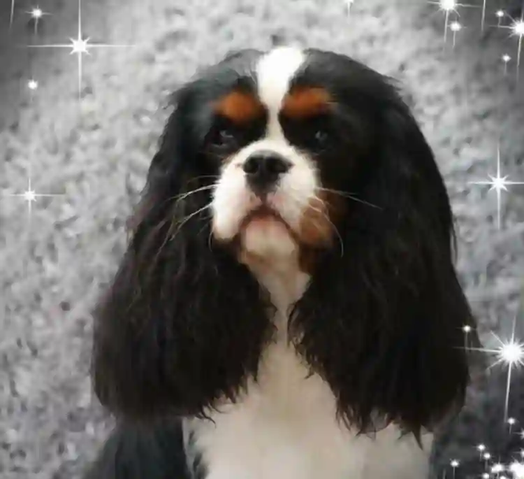 Chien Perdu 59 Nord - Mickey Chien Perdu 59 Nord - Mickey