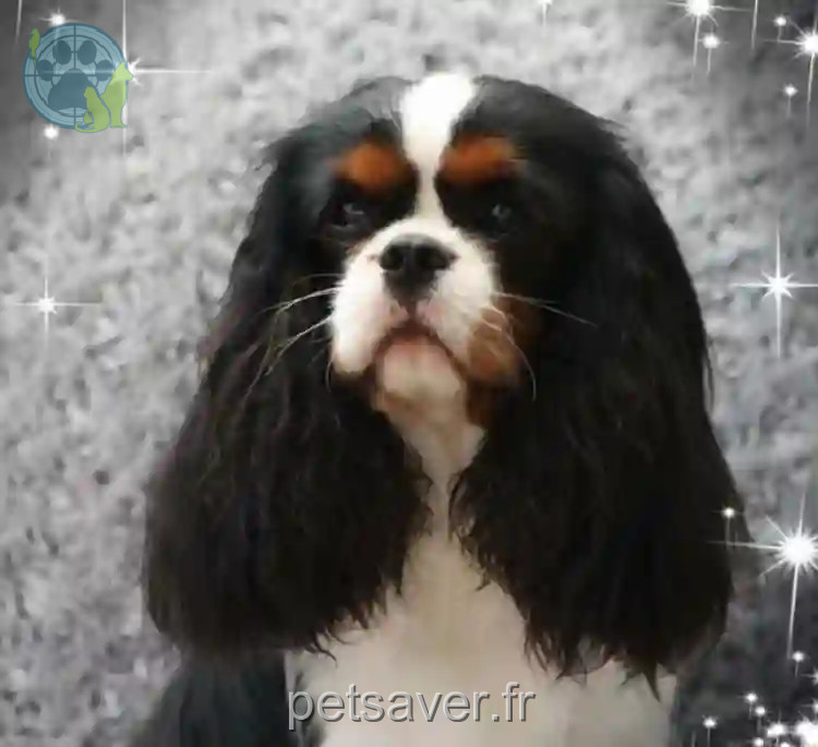 Chien Perdu 59 Nord - Mickey Chien Perdu 59 Nord - Mickey