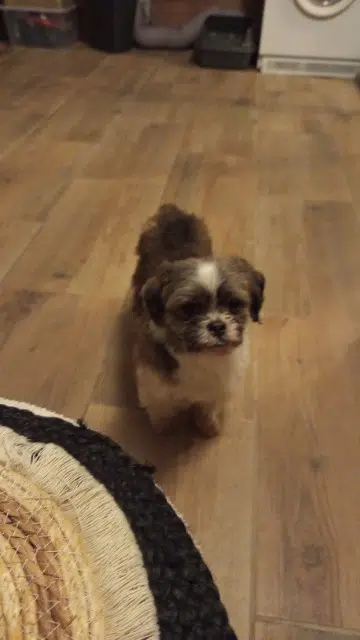 chien lost   59156 Lourches Miki