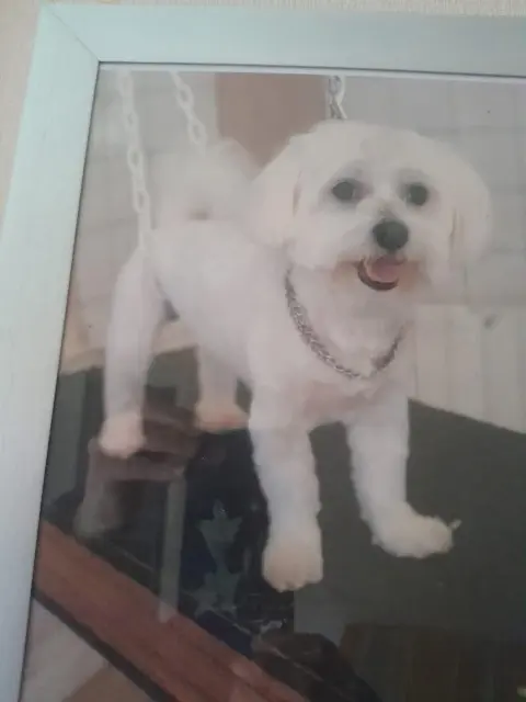 chien lost   59267 Proville Modyo