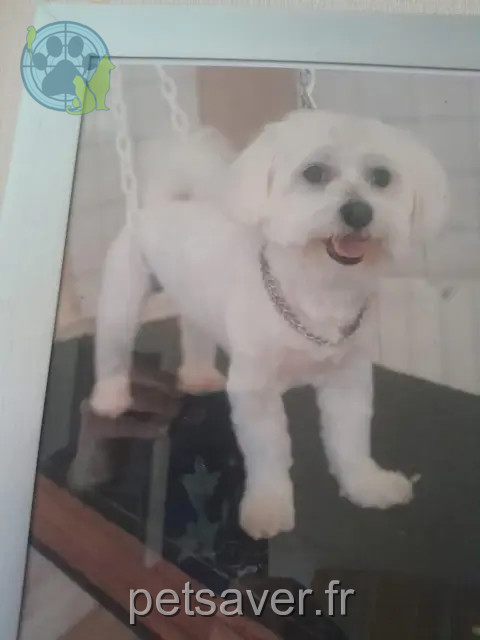 chien perdu 59267 Proville Modyo chien lost 59267 Proville Modyo