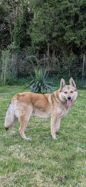 chien lost   59400 Boursies Paco