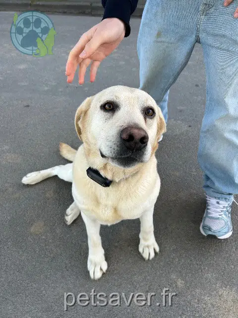 cane lost   59239 Thumeries Pasdecolier