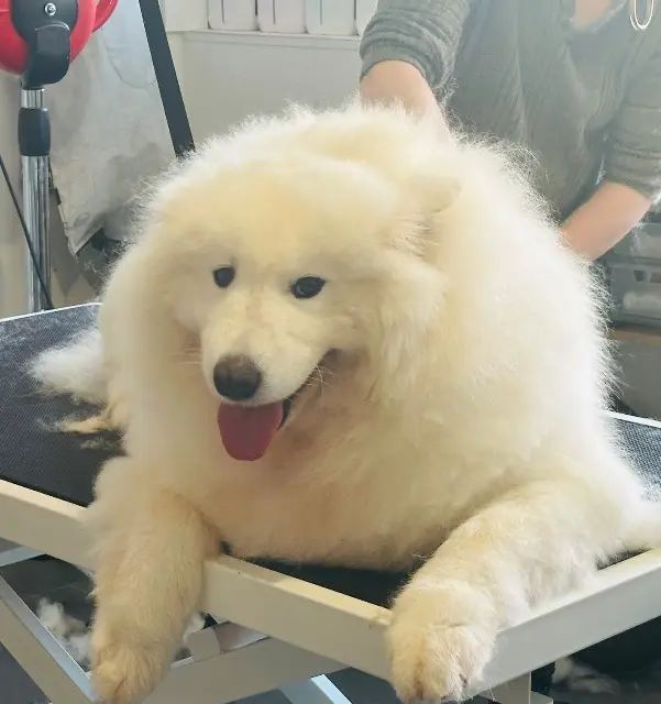 chien lost   59170 Croix Pepper