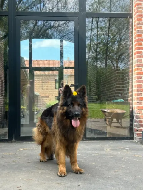 chien lost   59710 Pont-à-Marcq Pex