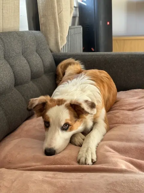 chien lost   59910 Bondues Pollux
