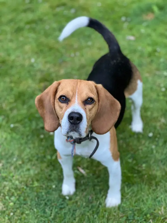 Chien Perdu 59 Nord - Poxe Chien Perdu 59 Nord - Poxe