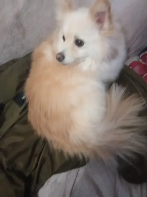 chien lost   59110 La Madeleine Prince