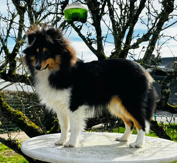 Chien Perdu 59 Nord - Quickie Chien Perdu 59 Nord - Quickie