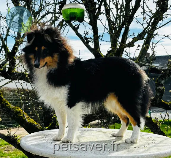 Chien Perdu 59 Nord - Quickie Chien Perdu 59 Nord - Quickie