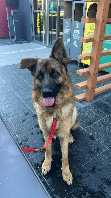 chien lost   59247 Féchain Raiden
