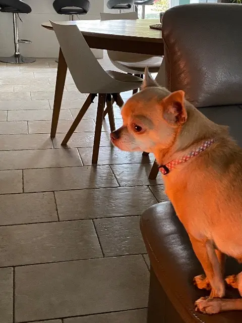 chien lost   59150 Wattrelos Romy