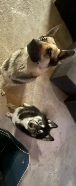 chien lost   59750 Feignies Togo et Volt