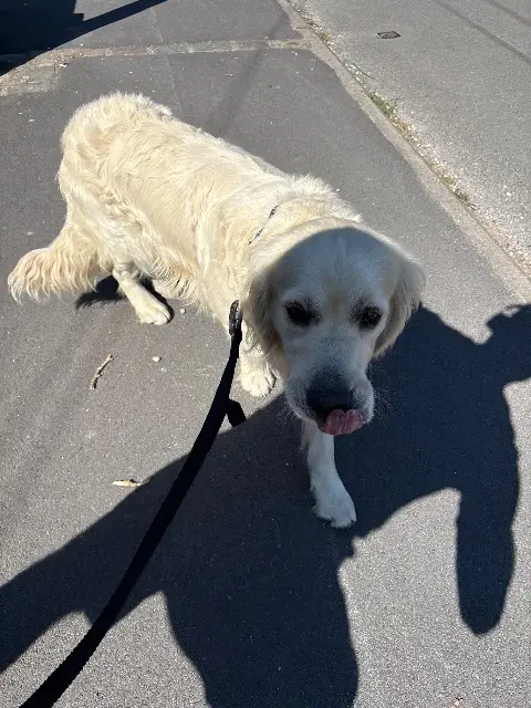 chien lost   59580 Aniche Urkane