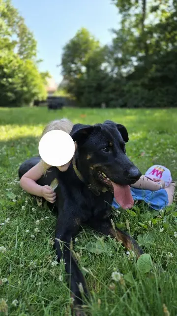 chien lost   59470 Bollezeele Urus