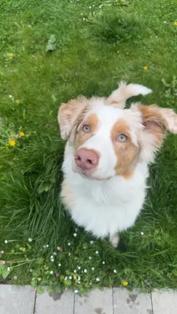 chien lost   59450 Sin-le-Noble uzzy