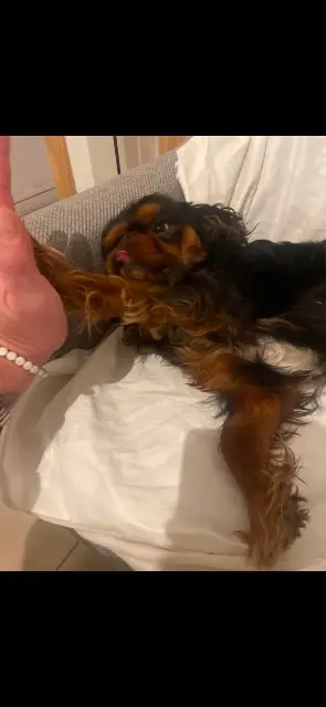 chien lost   59135 Wallers Vaillant