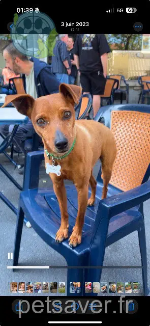 chien lost   59300 Valenciennes Pounky
