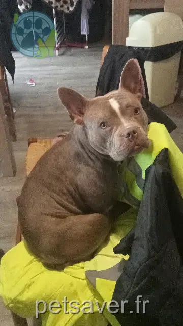 Hund lost 59163 Condé-sur-l'Escaut Viki