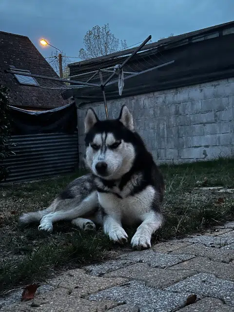 chien lost   59330 Hautmont Virgo