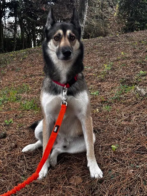 chien lost   59310 Orchies Zuco