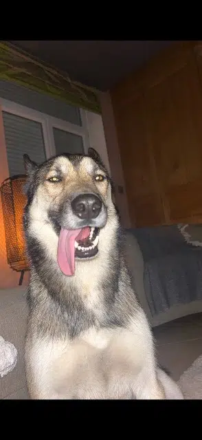 chien lost   59870 Bouvignies Zuko