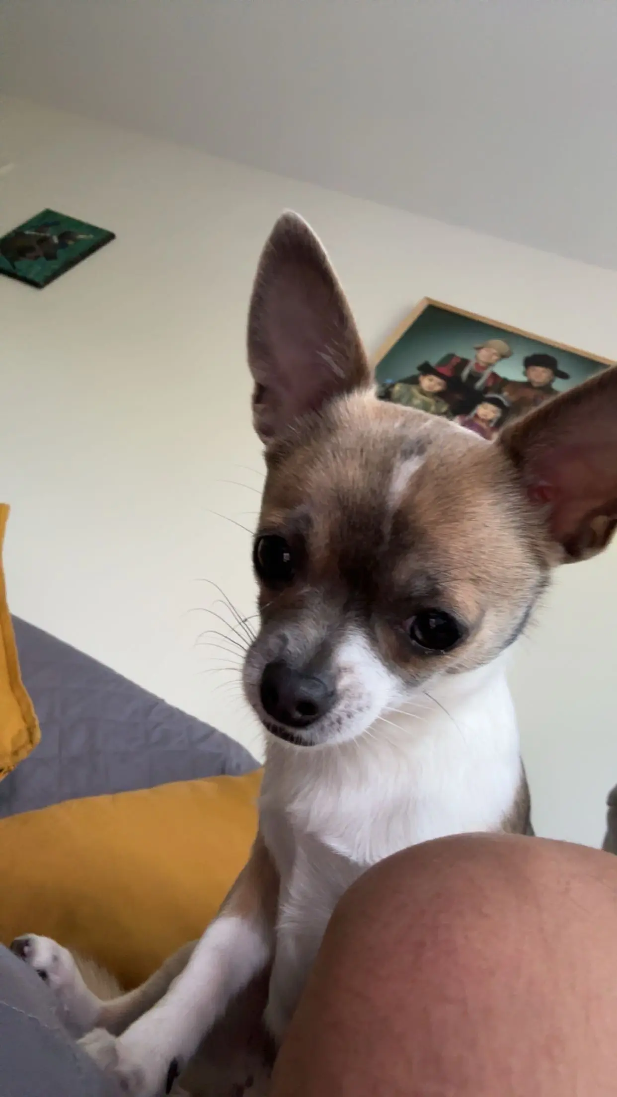 Chien Perdu 60 Oise Chien Perdu 60 Oise