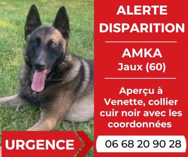chien lost   60880 Jaux Amka