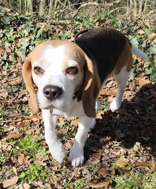 chien lost   60112 Haucourt Floki