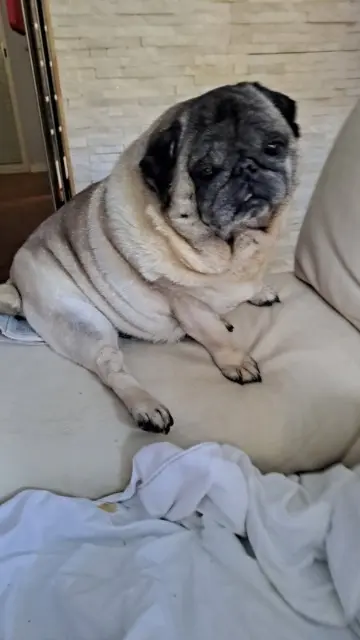 chien lost   60480 Guignecourt Léo
